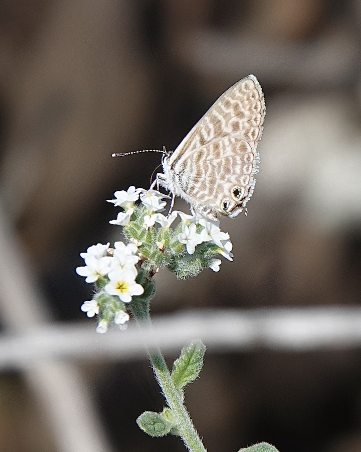 Lang's short-tailed blue